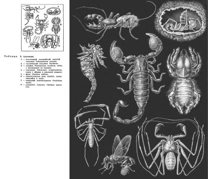 Фаланги, або сольпуги, або біхоркі, або верблюжий павук (solifugae)