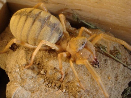 Фаланги, або сольпуги, або біхоркі, або верблюжий павук (solifugae)