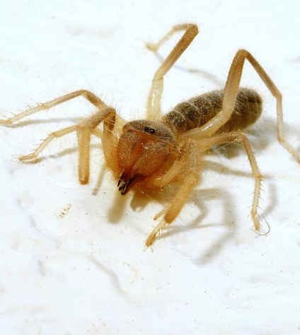 Phalanxes sau salpugi sau bikhorki sau spider camel (solifugae)