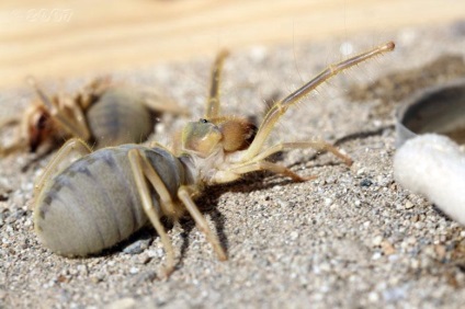 Phalanxes sau salpugi sau bikhorki sau spider camel (solifugae)