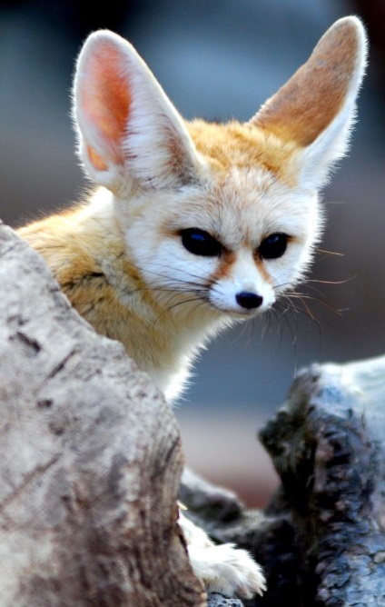 Фенек, або пустельний лисиць (vulpes zerda)