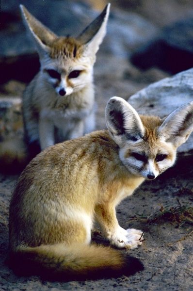 Фенек, або пустельний лисиць (vulpes zerda)