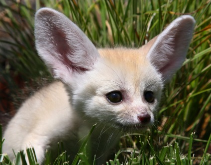 Fenech sau vulpe desert (vulpes zerda)