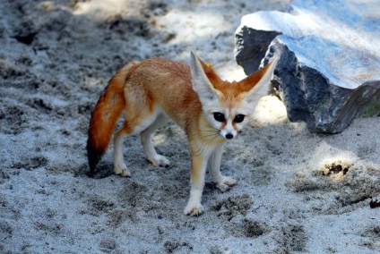 Фенек, або пустельний лисиць (vulpes zerda)