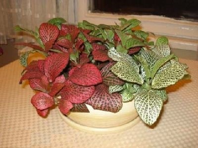 Fitton (Fittonia) -a leírás, termesztés és fajták, zöldet (faj) Fitton (Fittonia) -A leírás, termesztés és fajták, zöld barátja