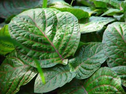 Fittonia (fittonia) - descriere, cultivare și soiuri, prieten verde