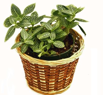 Fittonia (fittonia) - descriere, cultivare și soiuri, prieten verde