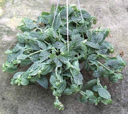 Fittonia (fittonia) - descriere, cultivare și soiuri, prieten verde