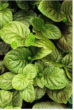 Fittonia (fittonia) - descriere, cultivare și soiuri, prieten verde