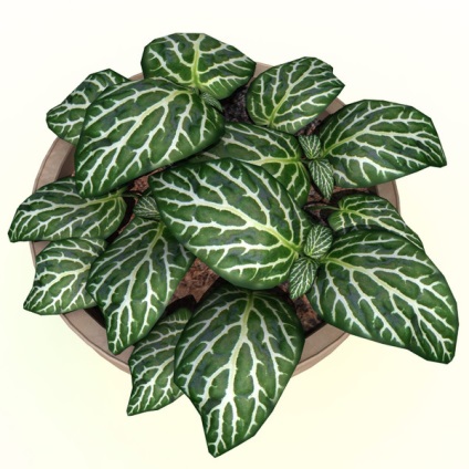 Fittonia (fittonia) - descriere, cultivare și soiuri, prieten verde