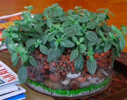 Fittonia (fittonia) - descriere, cultivare și soiuri, prieten verde