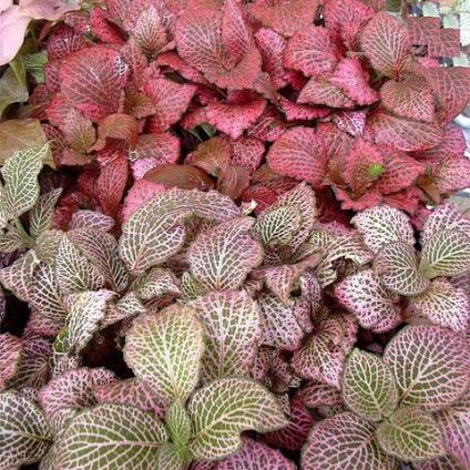 Fittonia (fittonia) - descriere, cultivare și soiuri, prieten verde