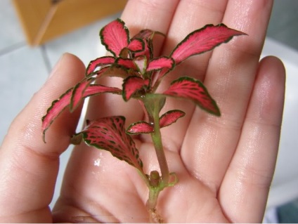 Fitton (Fittonia) -a leírás, termesztés és fajták, zöldet (dekorativ leveles disznövények) Fitton (Fittonia) -A leírás, termesztés és fajták, zöld barátja