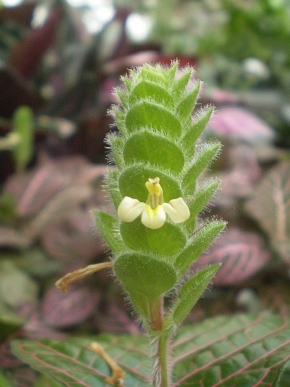 Fittonia (fittonia) - descriere, cultivare și soiuri, prieten verde