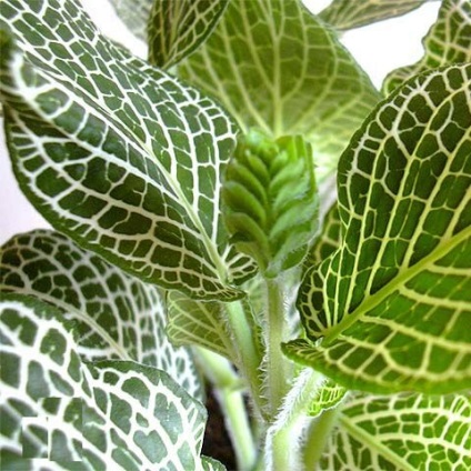 Fittonia (fittonia) - descriere, cultivare și soiuri, prieten verde