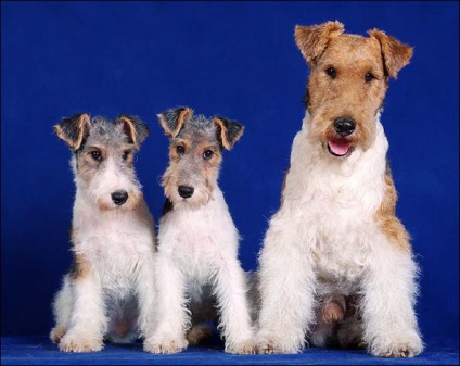 Fox Terrier poze, descrierea rasei, natura si preturile