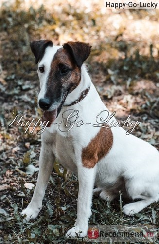 Fox Terrier blana - 