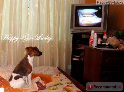 Fox Terrier blana - 