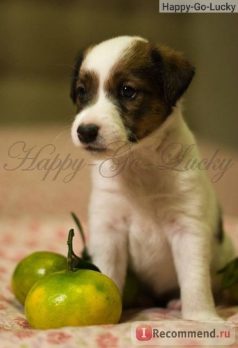 Fox Terrier blana - 