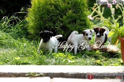 Fox Terrier blana - 