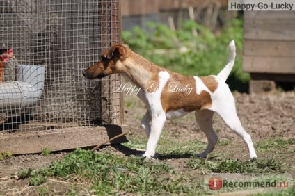 Fox Terrier blana - 