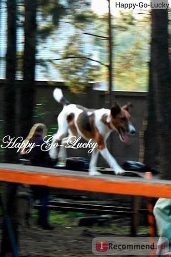 Fox Terrier blana - 