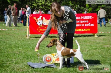 Fox Terrier blana - 