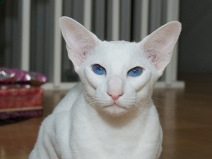 Forin White - albă pisică siamică - pisică