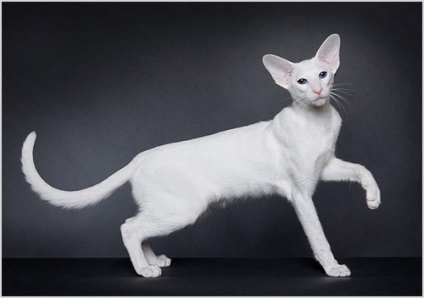 Külföldi fehér macska fotók, videók, ár, fajta leírás