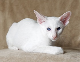 Forin Descrierea albă a rasei și personajului, fotografie, pisică și pisică