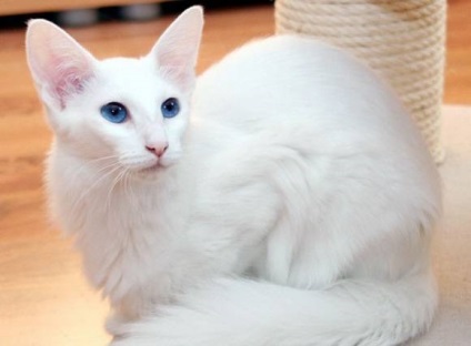 Forin Descrierea albă a rasei de pisici, natura, recenzii (cu fotografie și video)