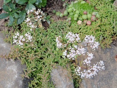 Fotografii și nume de flori subdimensionate, tipuri de paturi de flori pentru ele