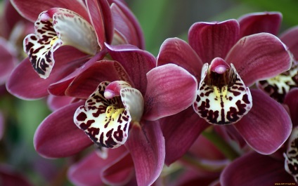 фото орхідей