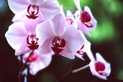 Fotografie de orhidee