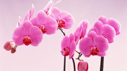 orchidea fotó