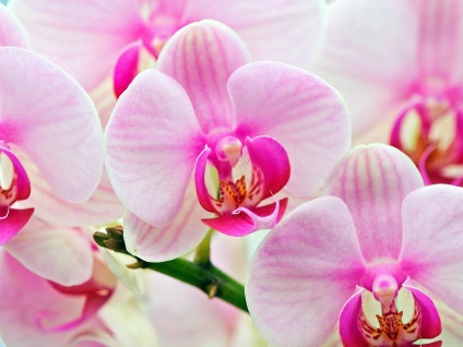 orchidea fotó