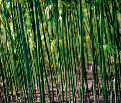 Фотозвіт технічного аутдору по вирощуванню каннабіса- growerland