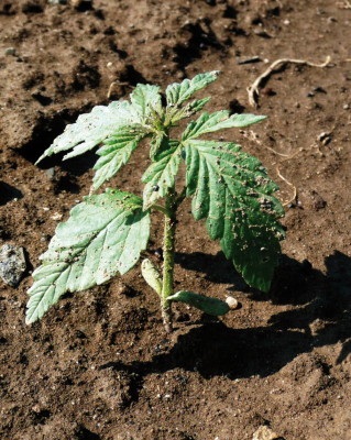 Фотозвіт технічного аутдору по вирощуванню каннабіса- growerland