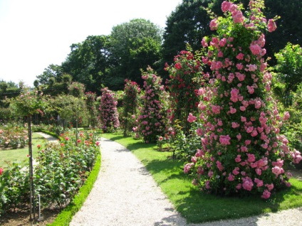 Francia rózsakert lay-les-Roses, ország tervezési ötletek és tippek az otthoni és kerti