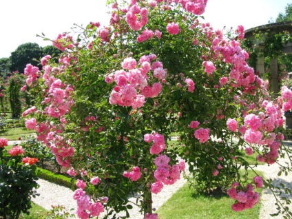 Francia rózsakert lay-les-Roses, ország tervezési ötletek és tippek az otthoni és kerti