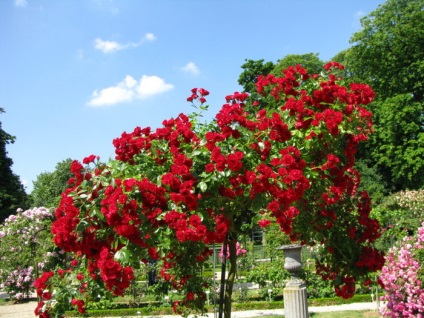 Francia rózsakert lay-les-Roses, ország tervezési ötletek és tippek az otthoni és kerti (szobanövények) Francia rózsakert lay-les-Roses, ország tervezési ötletek és tippek az otthoni és kerti