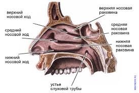 Функції носа, порожнину носа, раковини, отвори, іннервація, судини