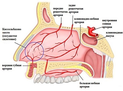 Funcțiile nasului, cavitatea nazală, chiuvetele, deschiderile, inervația, vasele de sânge