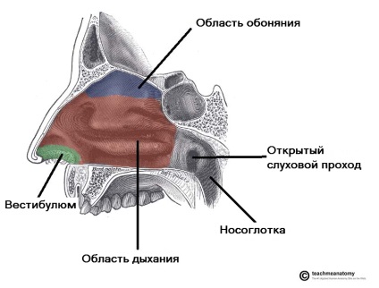 Функції носа, порожнину носа, раковини, отвори, іннервація, судини