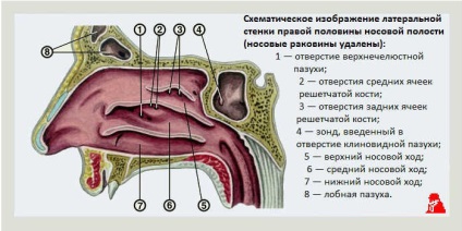 Функції носа, порожнину носа, раковини, отвори, іннервація, судини