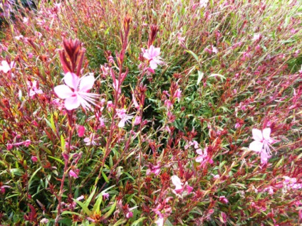 Gaura - plante erbacee pentru teren deschis