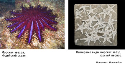 Obiectele geologice ca arta naturii în sine - intelectuali