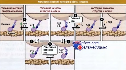 Гідроліз АТФ при роботі міозину