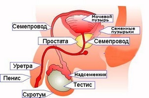 Principalele simptome și tratamentul urgent al prostatitei cronice la domiciliu cu remedii folclorice