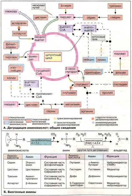 Гликогенние і кетони амінокислоти